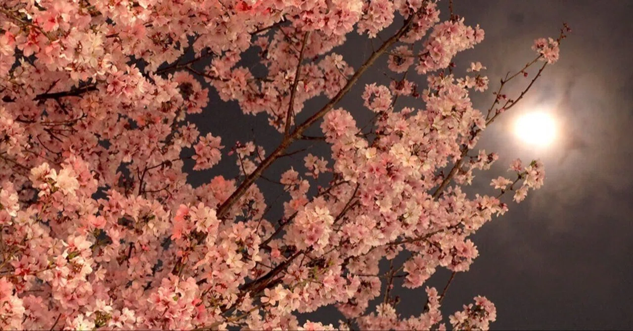 光の散歩道 ～ 夜桜の余韻に浸る｜Macauto
