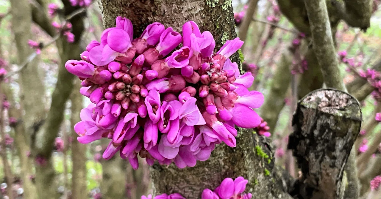 Cercis chinensis (Kyoto Botanical Gardens): April 7, 2026 (Tuesday
