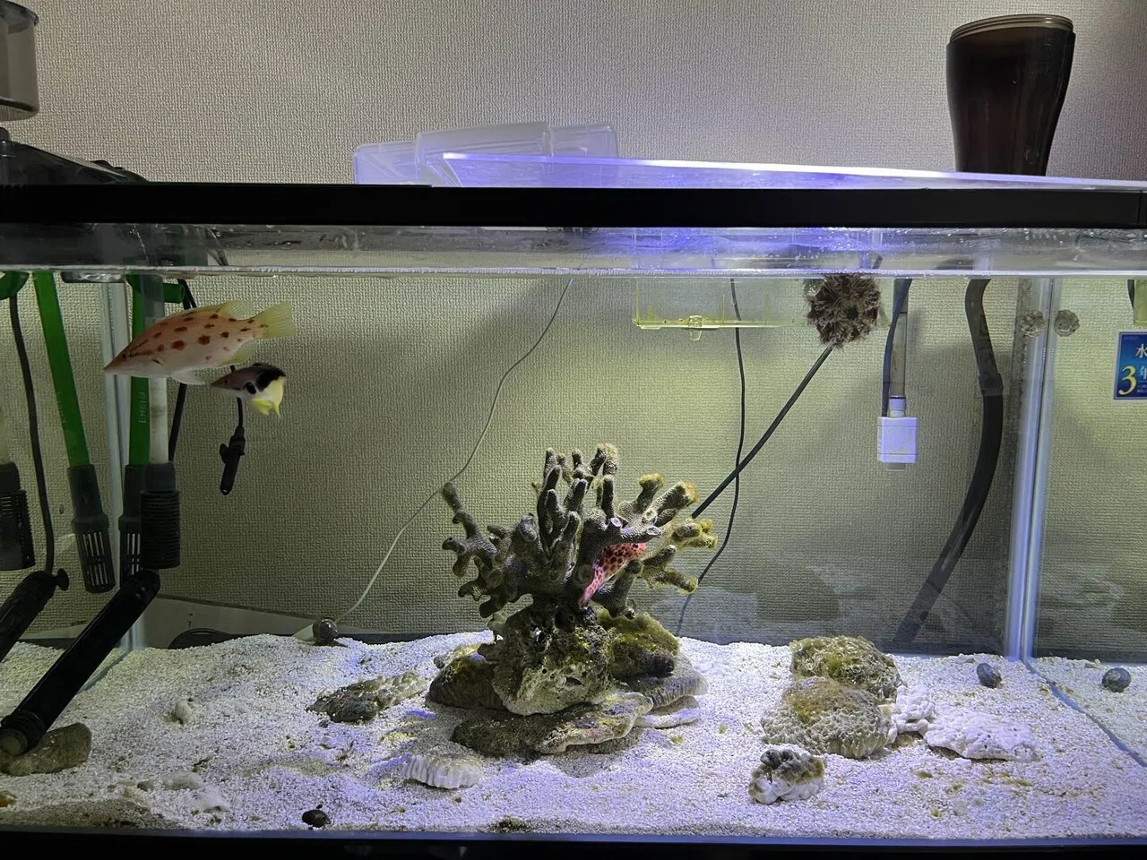 アクアリウムをぶっ壊す〜90cm水槽〜｜トリミィ