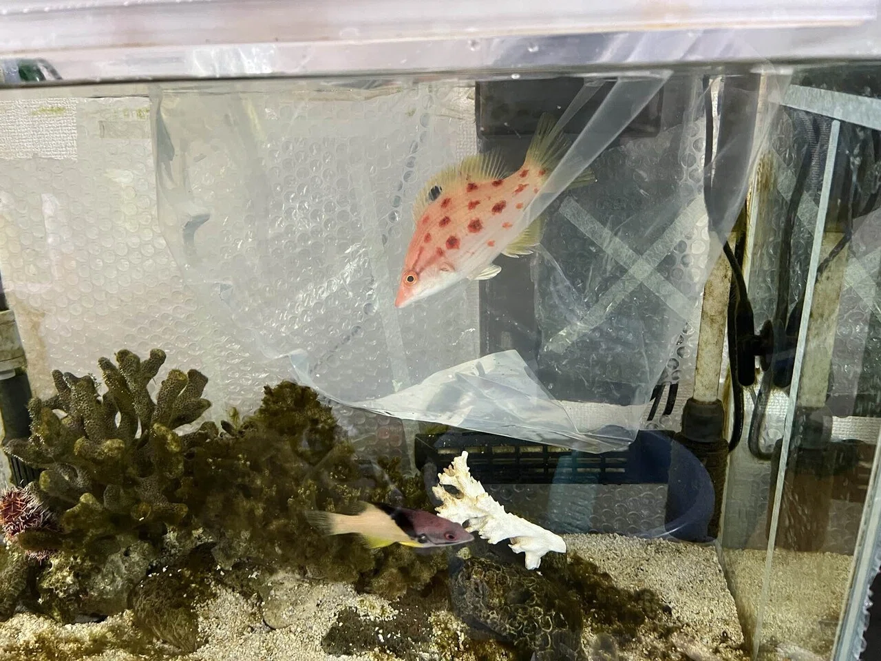 アクアリウムをぶっ壊す〜90cm水槽〜｜トリミィ