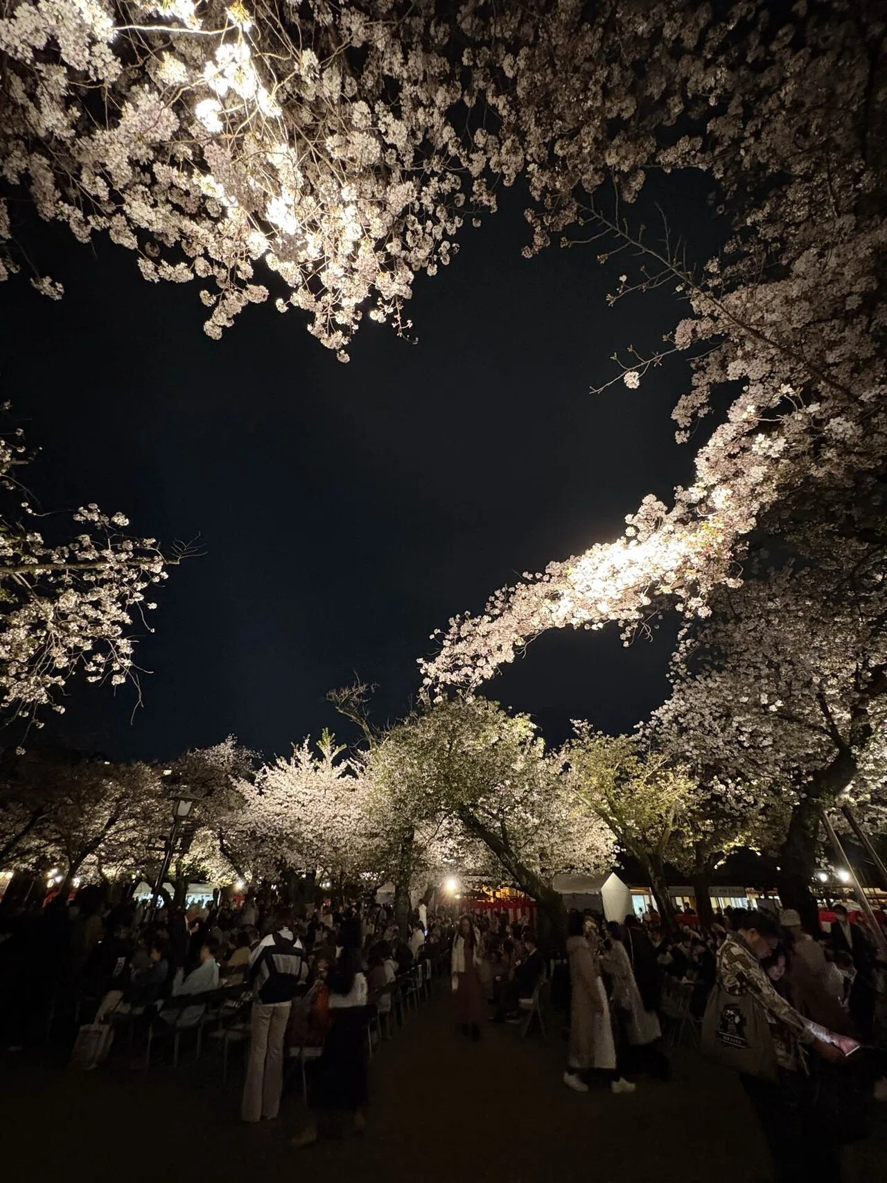 能初心者が、桜吹雪の中で“理解を手放した夜”――靖国神社 夜桜能｜眞坂