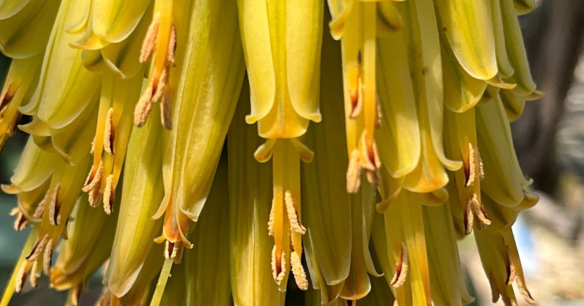 アロエ・ベラ（京都府立植物園）：2026年4月8日（水）｜藤井秀昭