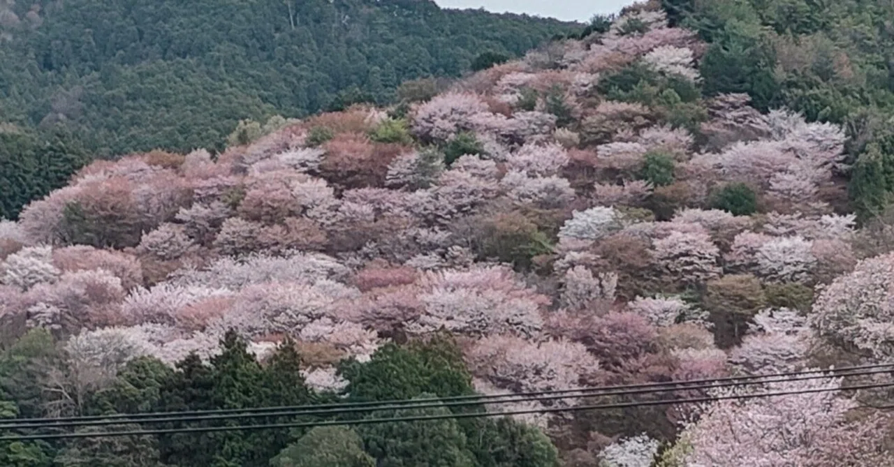 満開の吉野山へ再び。霧と桜、二つの景色を歩いて｜としさん