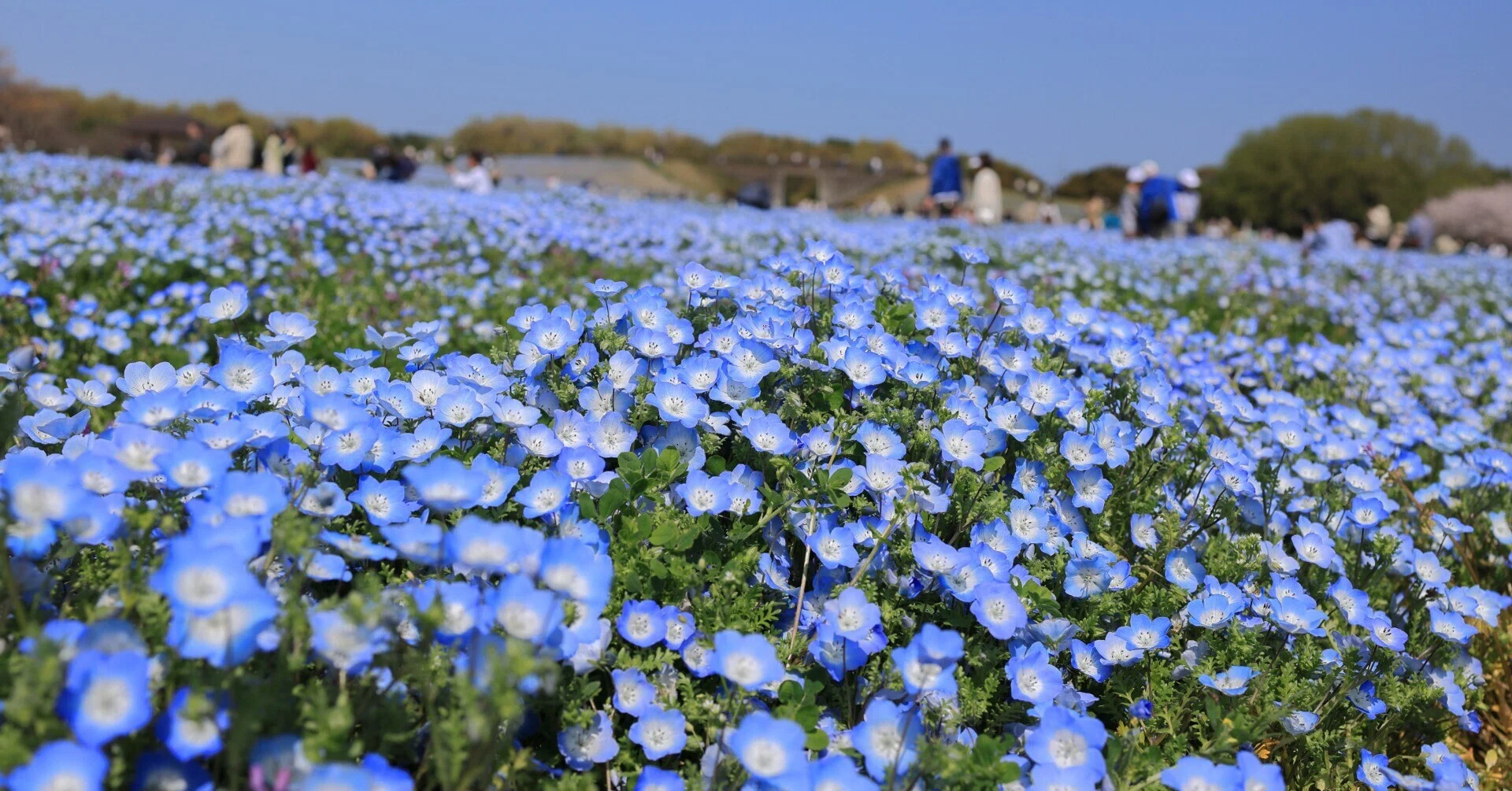 Nemophila ~ Cherry Blossoms 🌸 ~ Spring Flowers｜sama sama