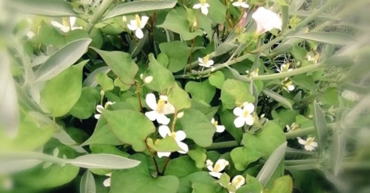 どくだみの花を漬ける Coomomoおおはたゆうこ Note どくだみの花を漬ける Coomomoおおはたゆうこ Note