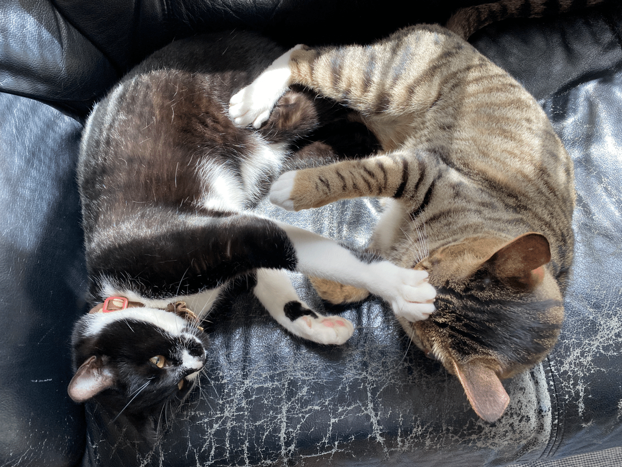 多頭飼いのススメ たかし兄 Note