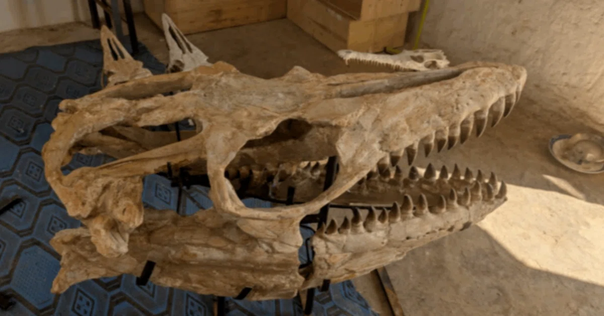15.モササウルス類 プログナトドン｜【恐竜の化石専門ショップ