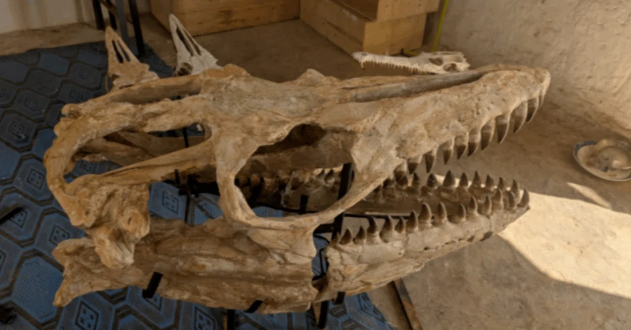 15.モササウルス類 プログナトドン｜【恐竜の化石専門ショップ