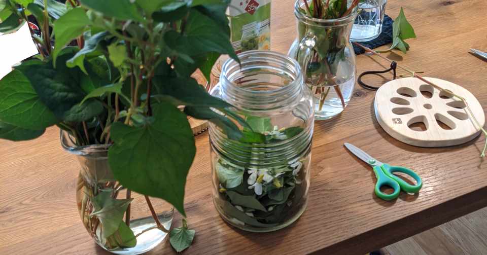 ドクダミ虫除け0524 ひとり盆踊り 日記とか Note