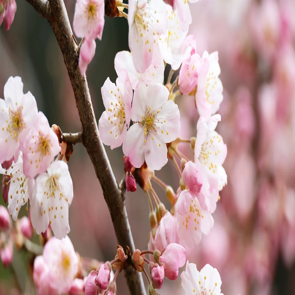 今年最後の！河津桜,菜の花,メジロ(写真)2026年3月13日 松田山｜Peter