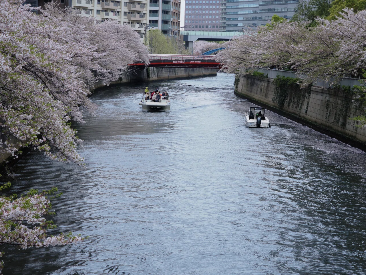 ナカチャン【袋帯】写真映え抜群◎淡色ぼかしの花筏 目黒川に、花筏を探しに｜じゅん