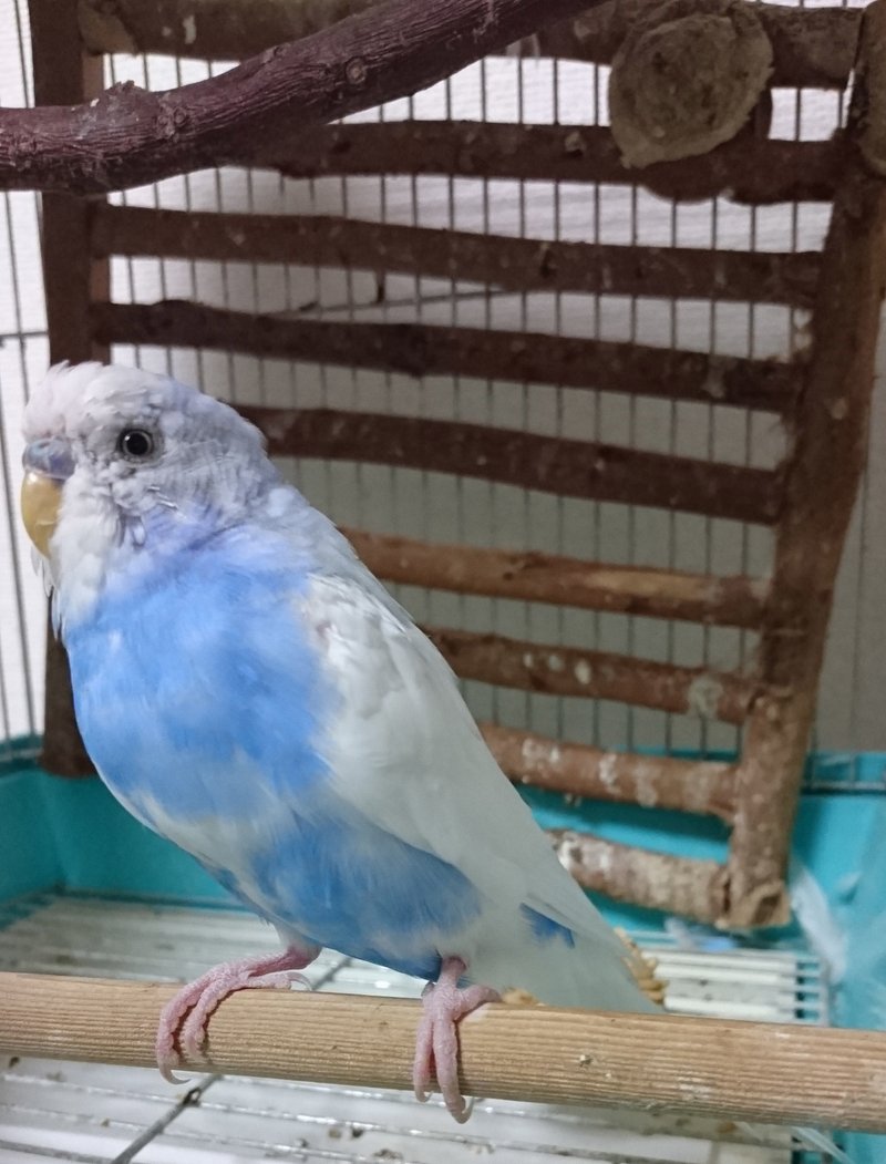 セキセイインコのコタロウ紹介 望月aka海月一彦 Note