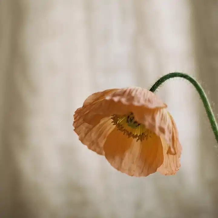 橙花