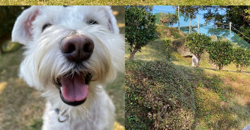 看板犬見習いロッキー君 君はどうやってパパとママに会ったのか アスカ Ohana Note