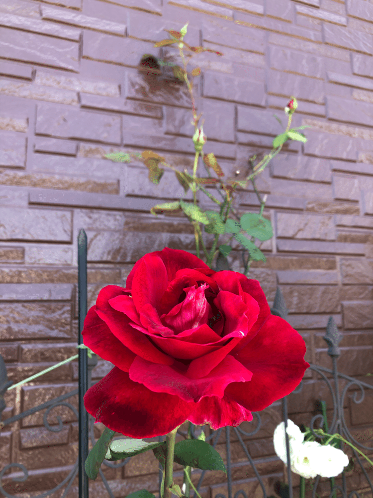 赤いバラ🌹今年初めて咲きました（≧∇≦）