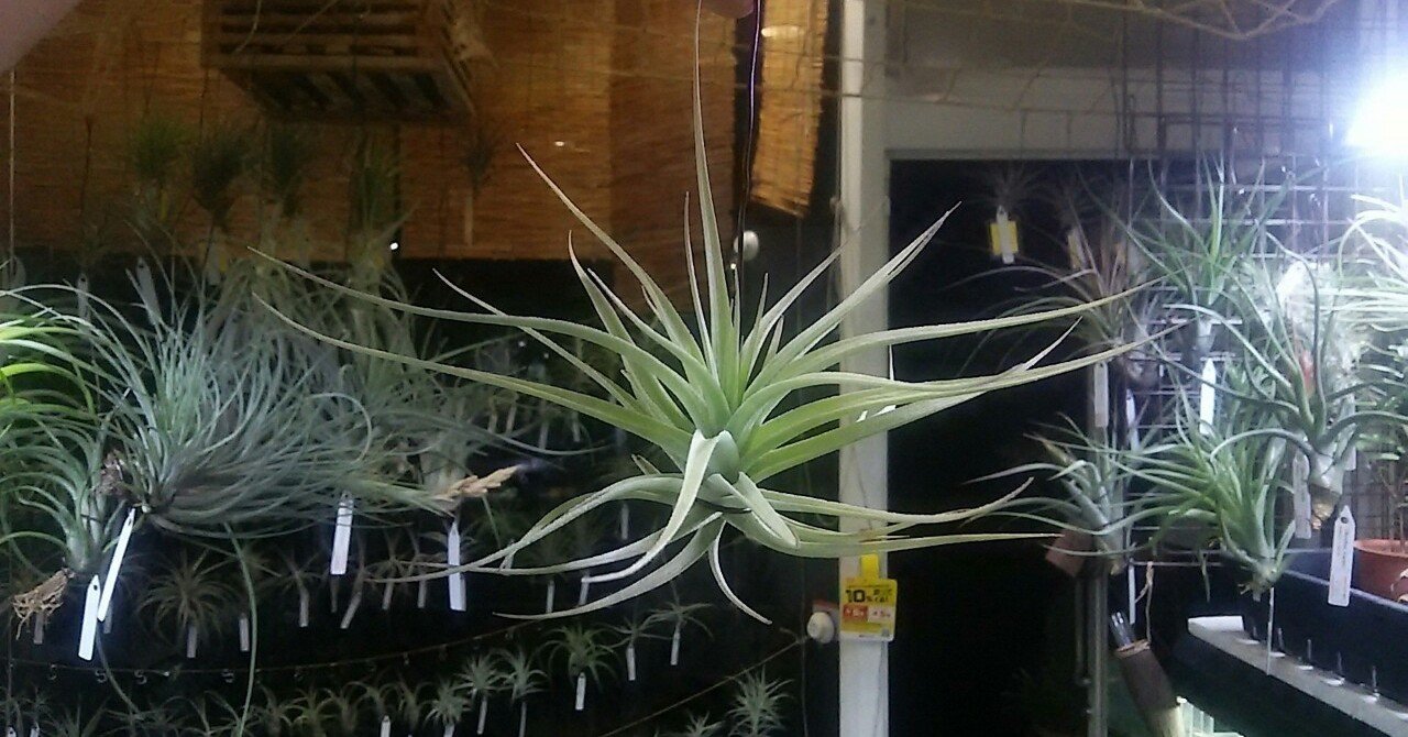 え？その布陣はダメです😁の陣🏯】チランジア入荷リスト5/20