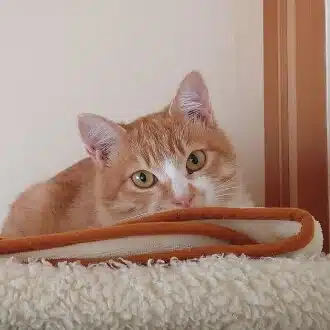 空木 紺