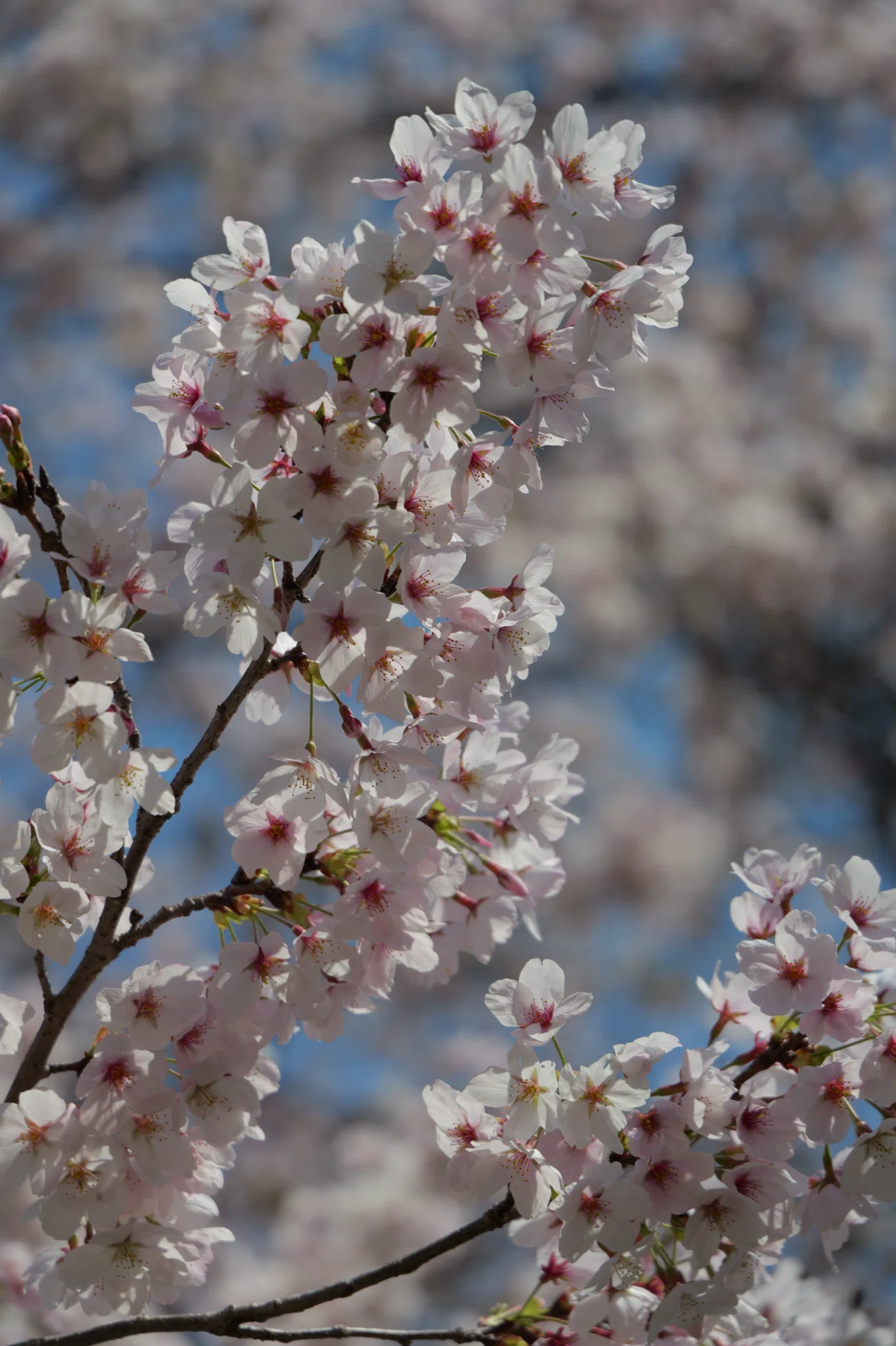 2026 桜散歩 LUMIX S1RII｜Lumixer