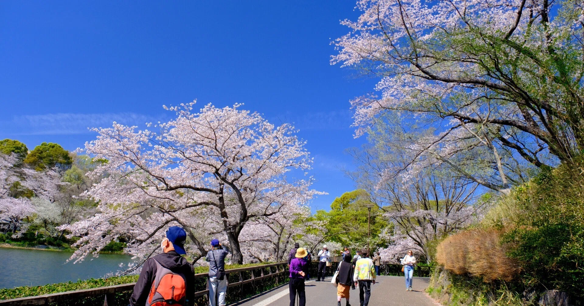 桜で人気の神奈川県立三ツ池公園へ|Heira.K 桜で人気の神奈川県立三ツ池公園へ|Heira.K