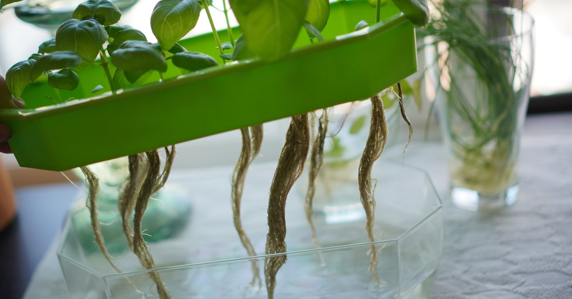 水耕栽培のようす ゆかこ うつ畑 Note 水耕栽培のようす ゆかこ うつ畑 Note