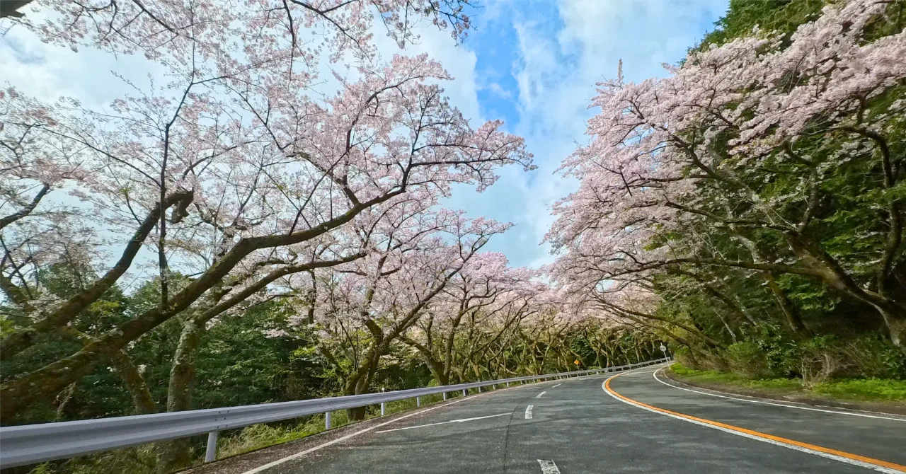 Off Road（オフロード）- 水仙の花のように / ながれ者 / 自主制作盤 神奈川 観光スポット】ターンパイク箱根の「桜のトンネル」／Insta360