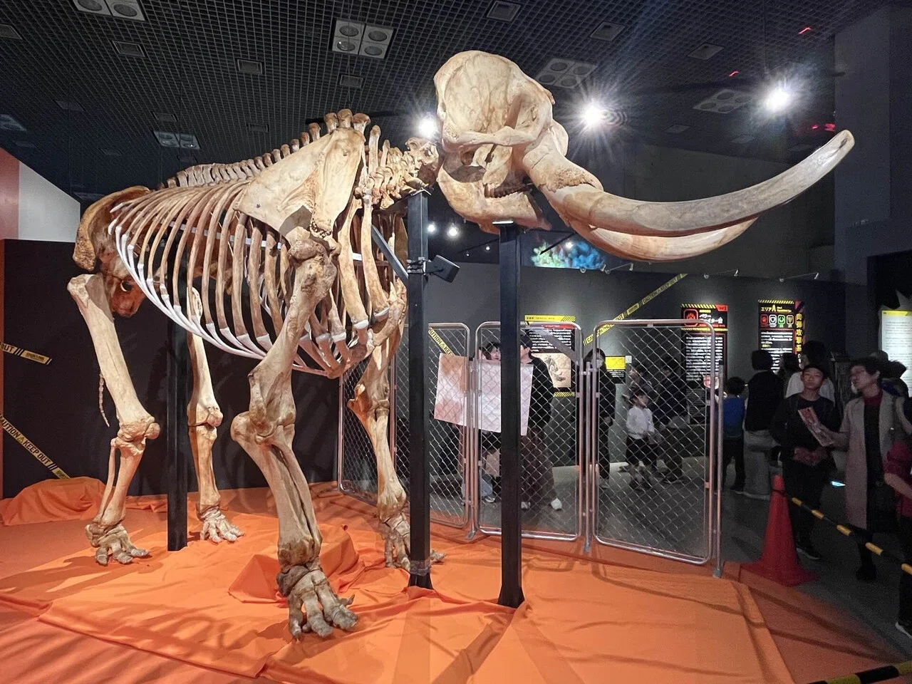 国立科学博物館「超危険生物展」｜青山瑩(えい)