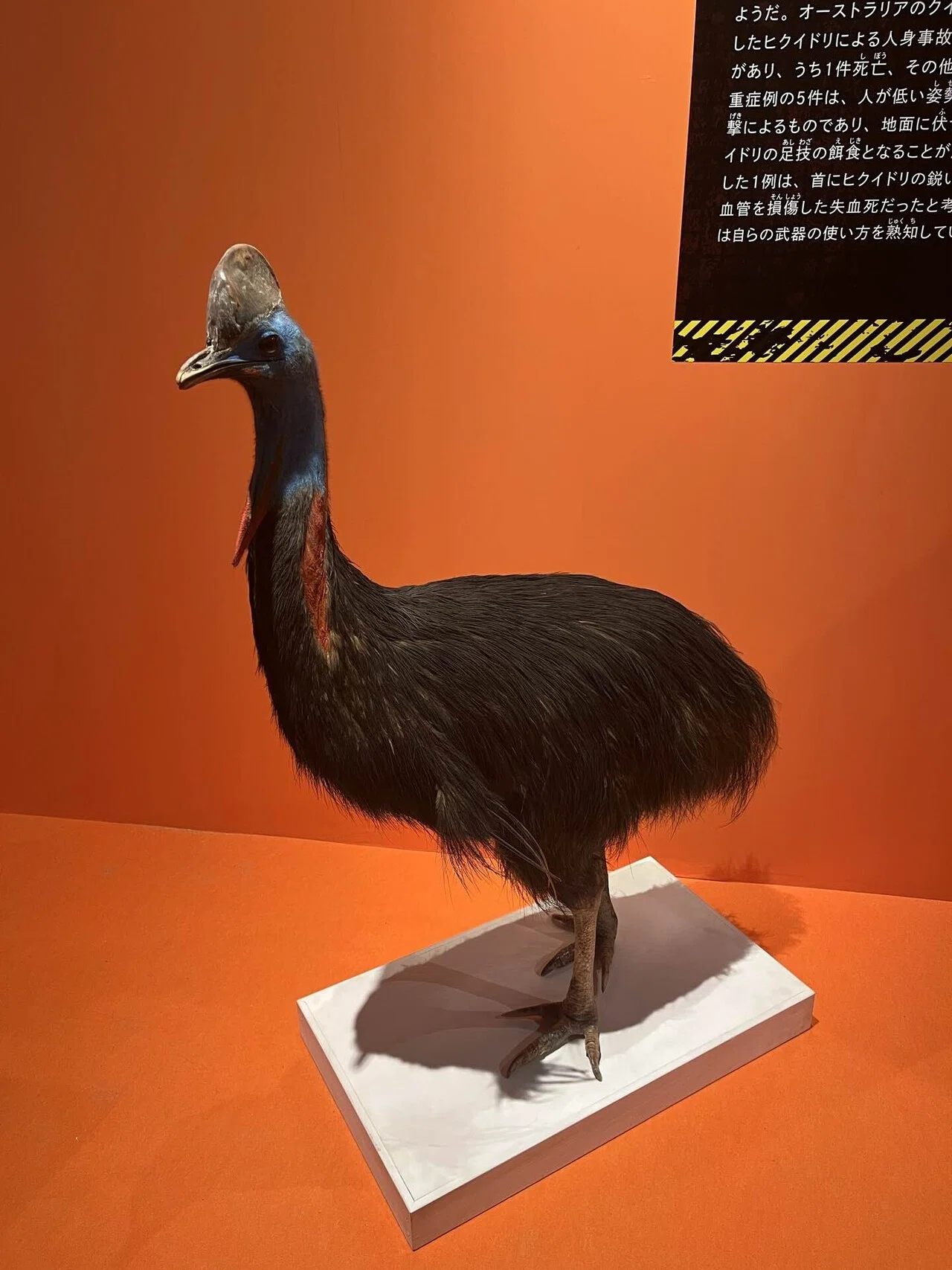 国立科学博物館「超危険生物展」｜青山瑩(えい)
