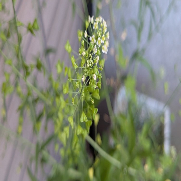 ぺんぺん草 ぺんぺん草（ナズナ）って何？ 花言葉や生薬としての効果、おいしい