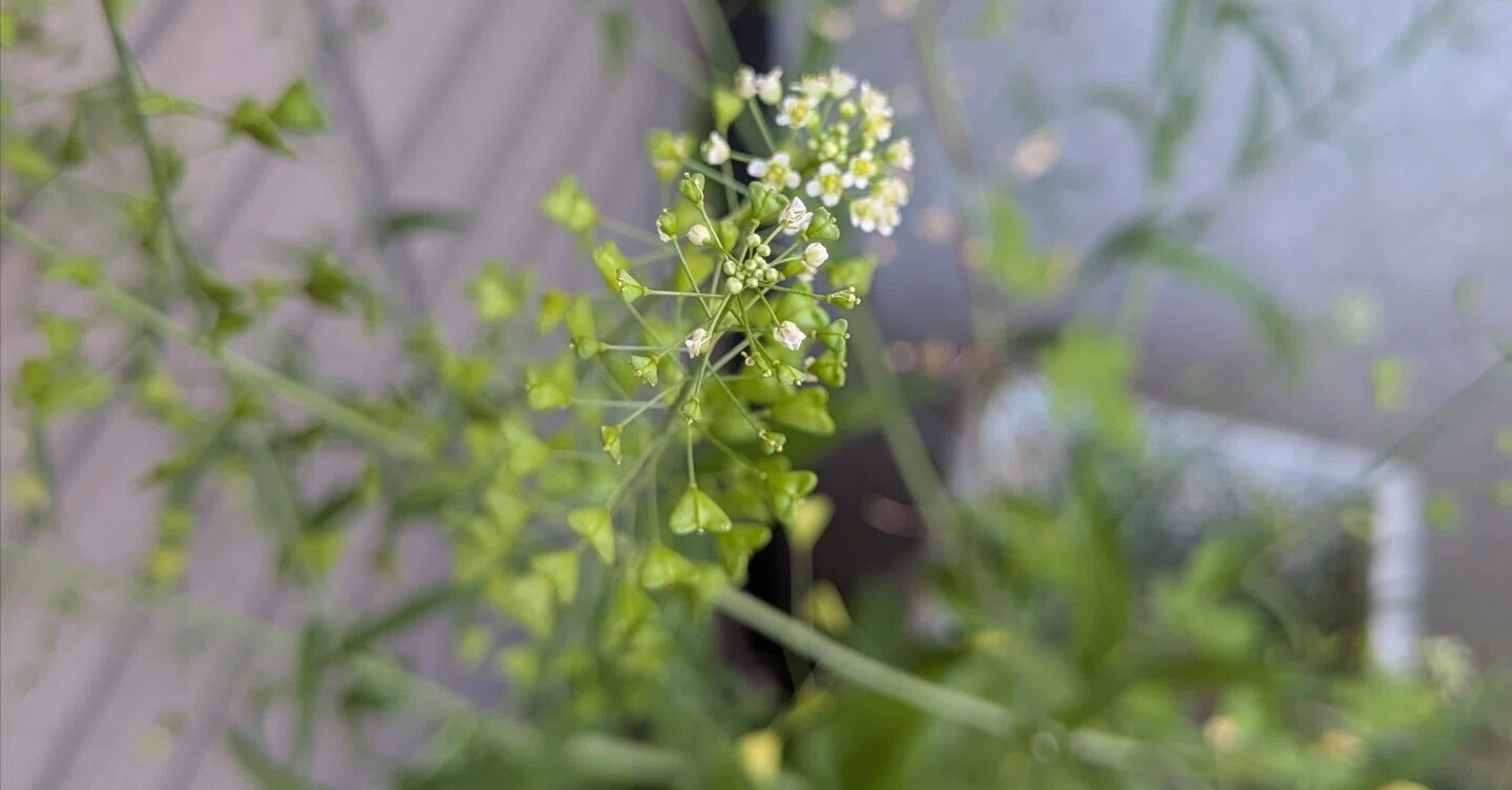 さよならぺんぺん草|霧島 寅太之助 さよならぺんぺん草|霧島 寅太之助