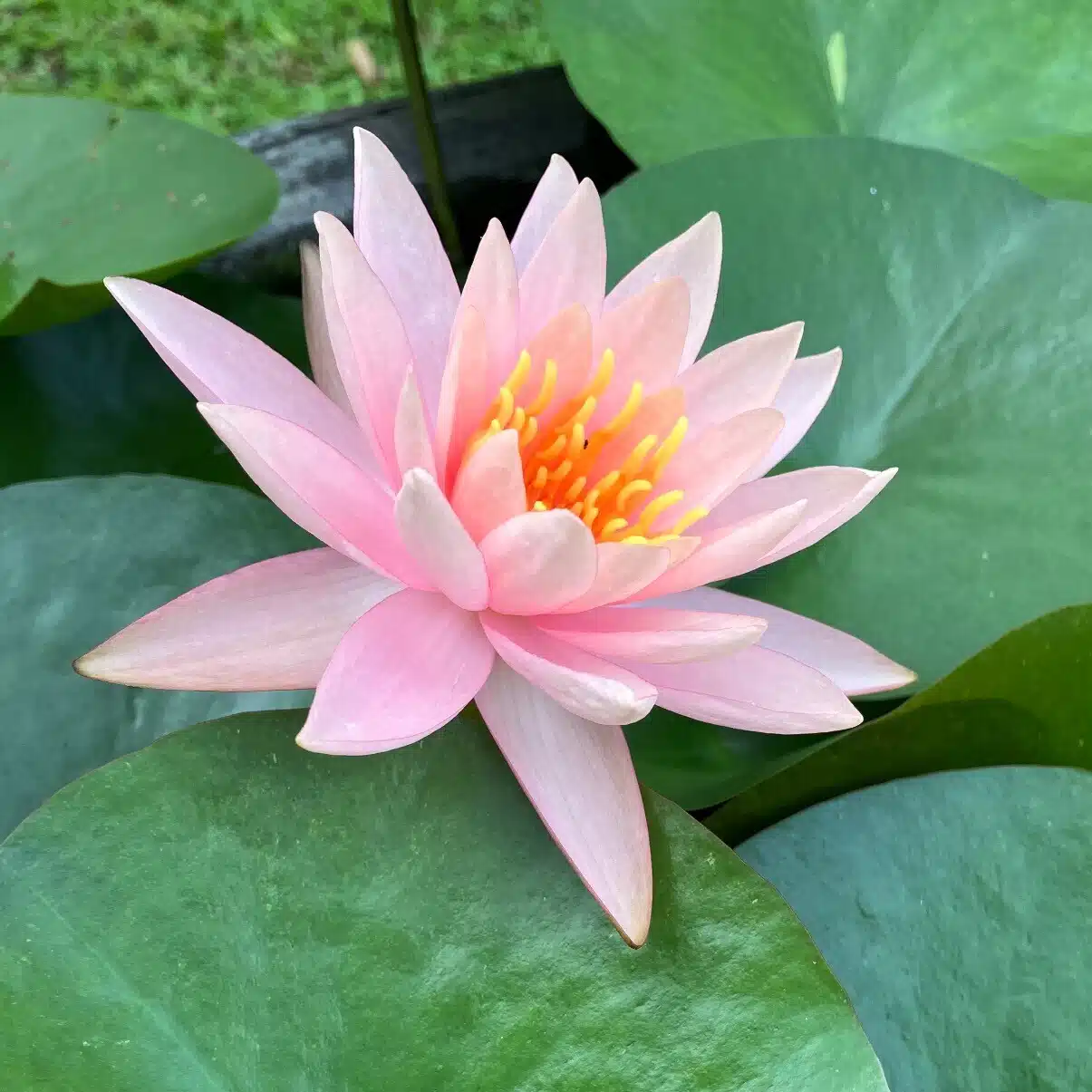 カラスノようこ　面白くて可愛い人やものがスキ🧡