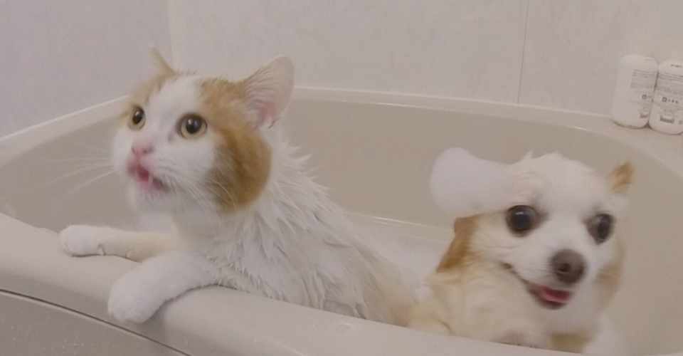 風呂の中の10分で人生変える方法 メンタリストdaigoから学ぶ心理学 つくアカ 個ンテンツづくりアカデミー Note