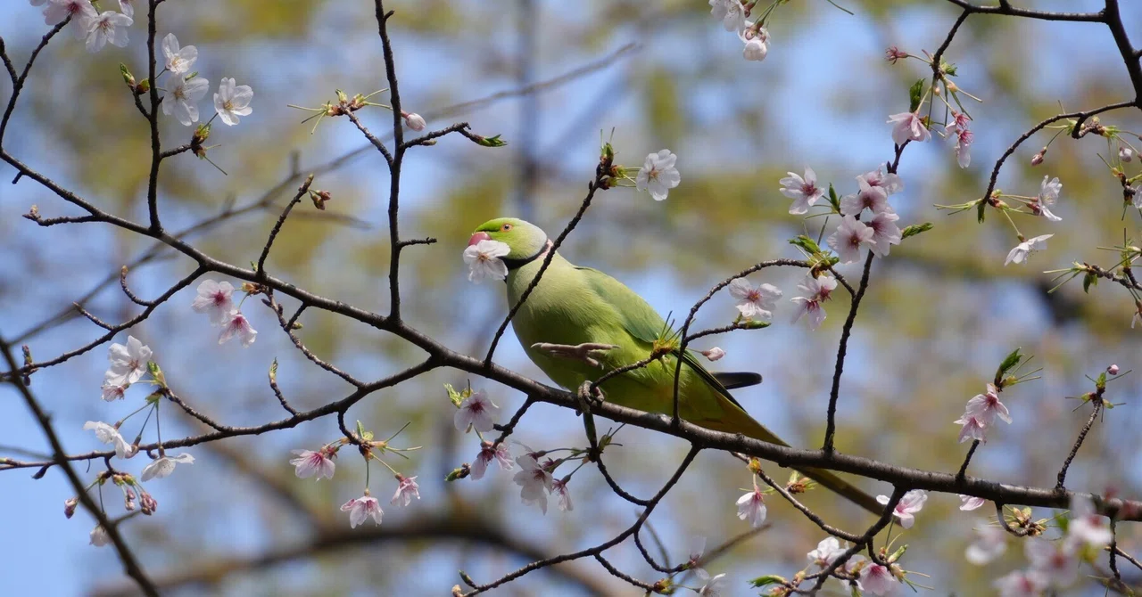 九品仏、等々力不動など近所の桜とワカケホンセイインコ｜sailin' shoes