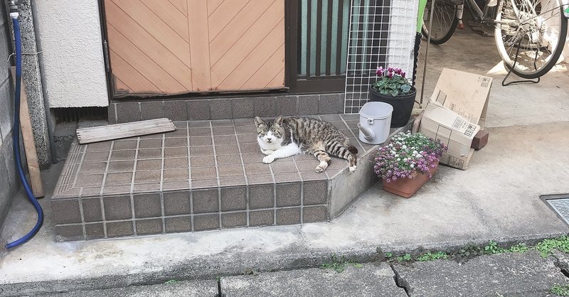 恐れ多いです ノラ猫のおじいさん あき Note