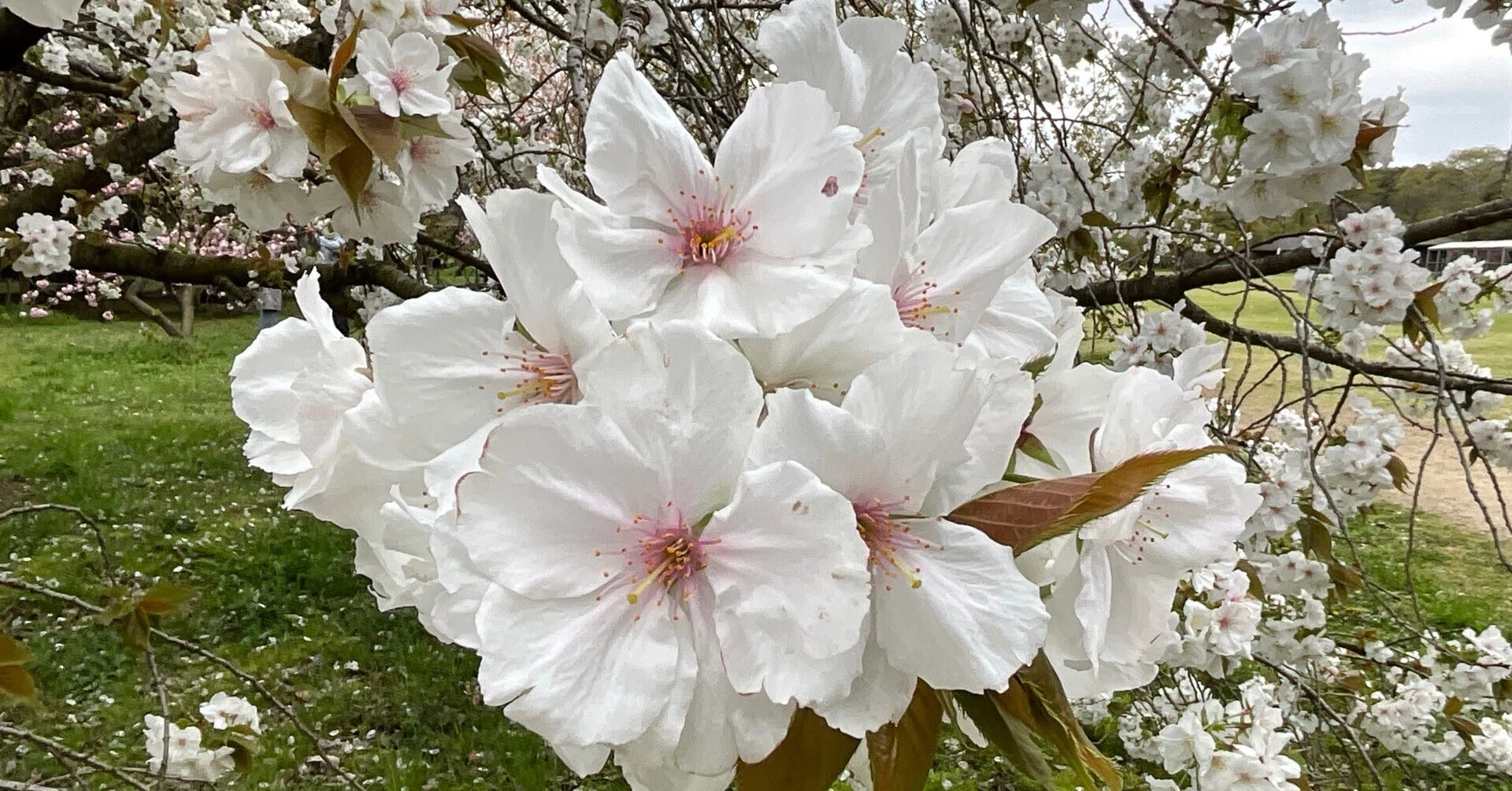 桜の太白と駒繋（京都府立植物園）：2026年4月8日（水）｜藤井秀昭