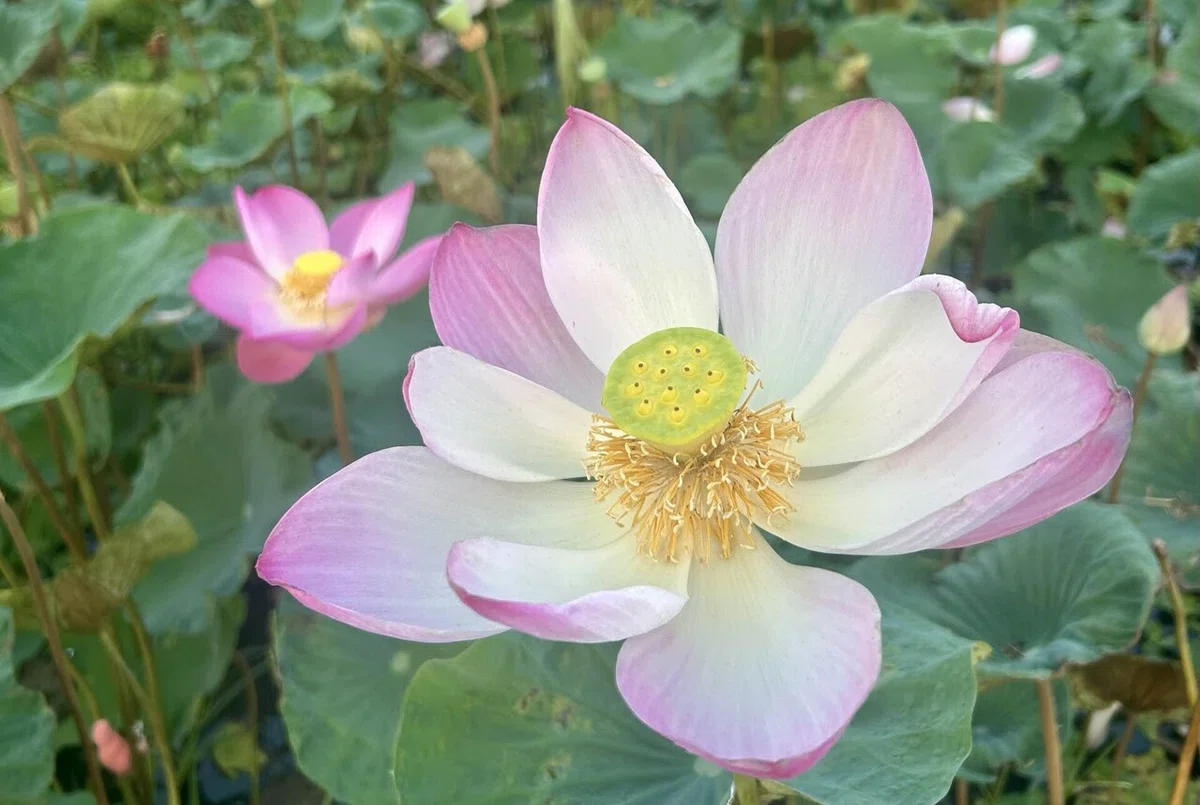 ハスの花