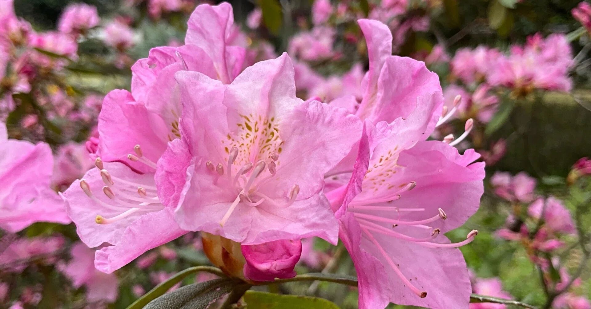 春一番（京都府立植物園）：2026年4月8日（水）｜藤井秀昭（『京都居候