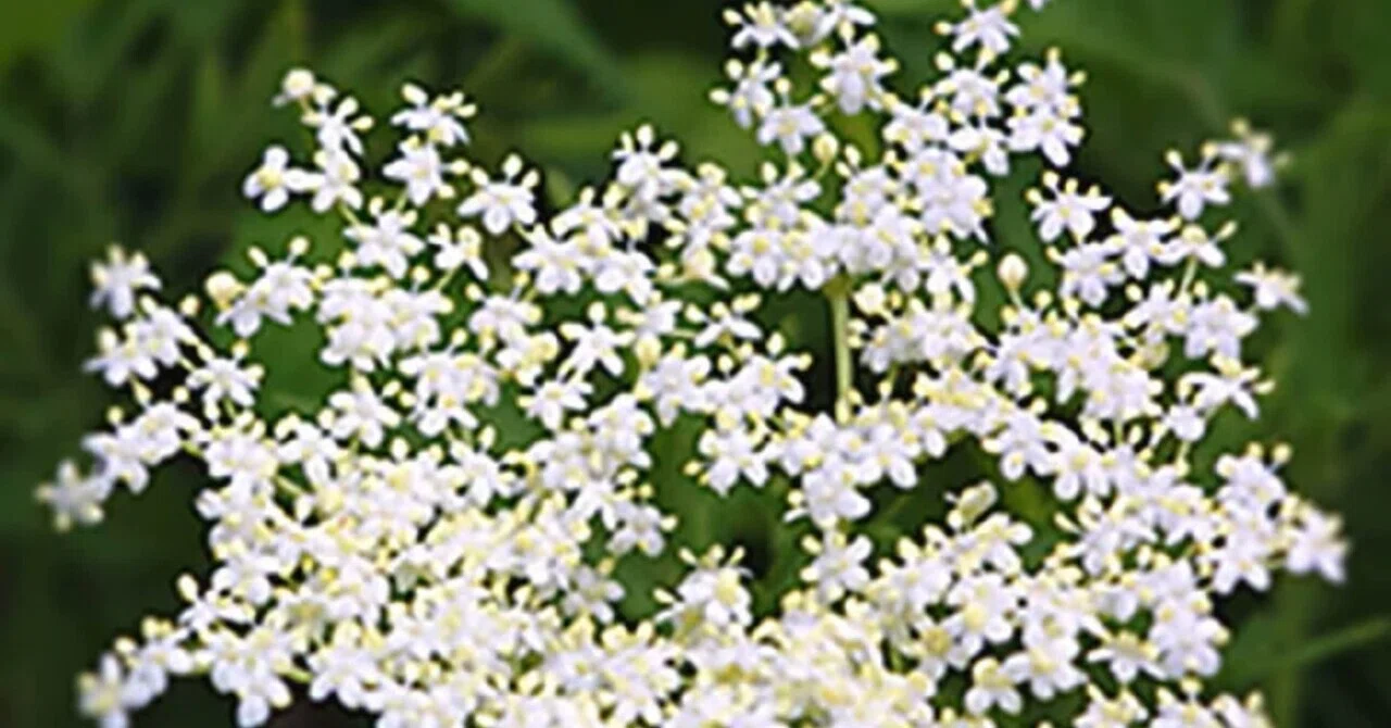エルダー フラワー 花 言葉