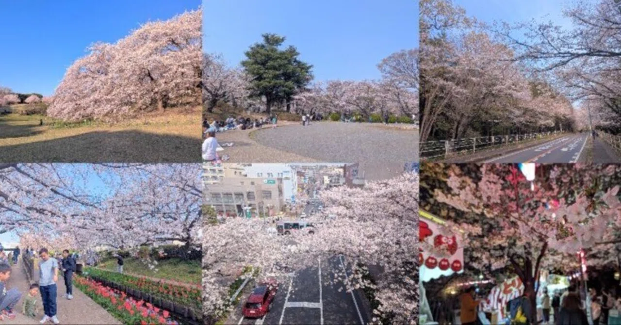 2026年 横浜の桜の記録｜寒桜