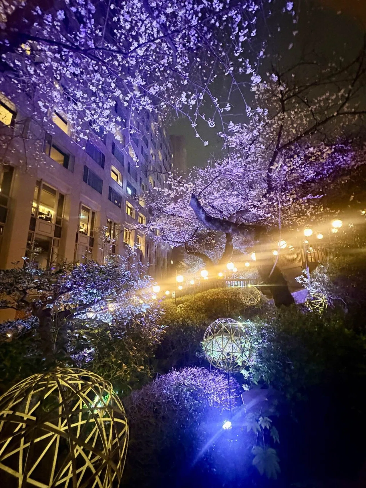 竹あかり　彩と華　〜〜１本桜〜〜　２つの美しさが楽しめる 高輪 桜まつり2025」プリンスホテルの日本庭園で、