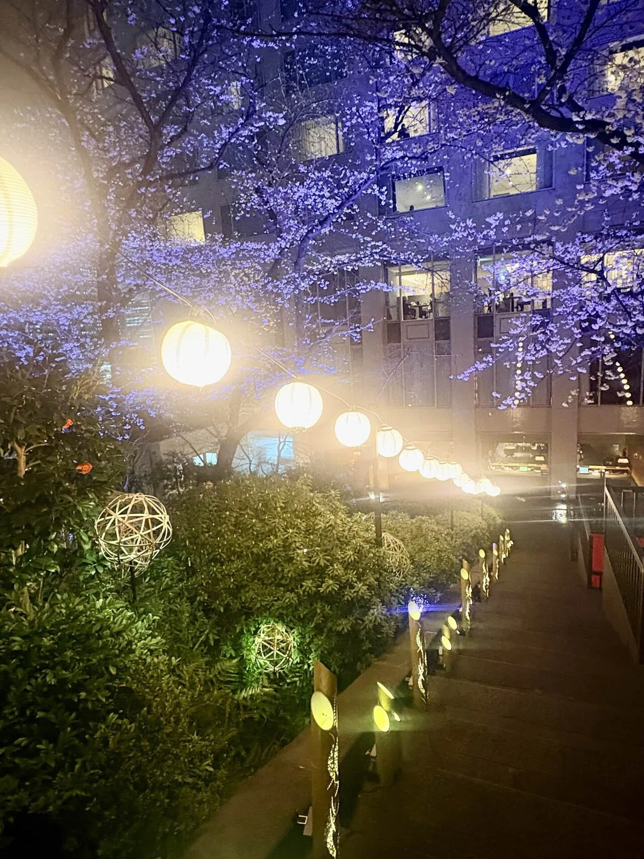 竹あかり　彩と華　〜〜１本桜〜〜　２つの美しさが楽しめる 竹あかり 彩と華 〜〜1本桜〜〜 2つの美しさ