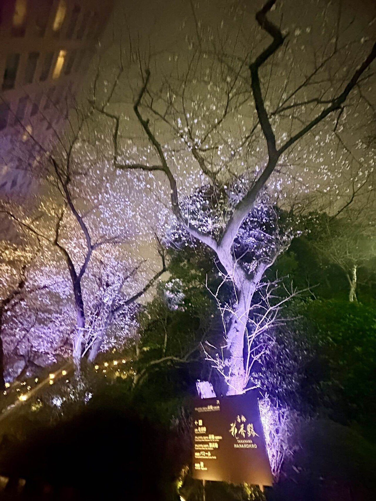 高輪 桜まつり2026 in品川〜桜と竹あかりが幻想的な庭園ライトアップ