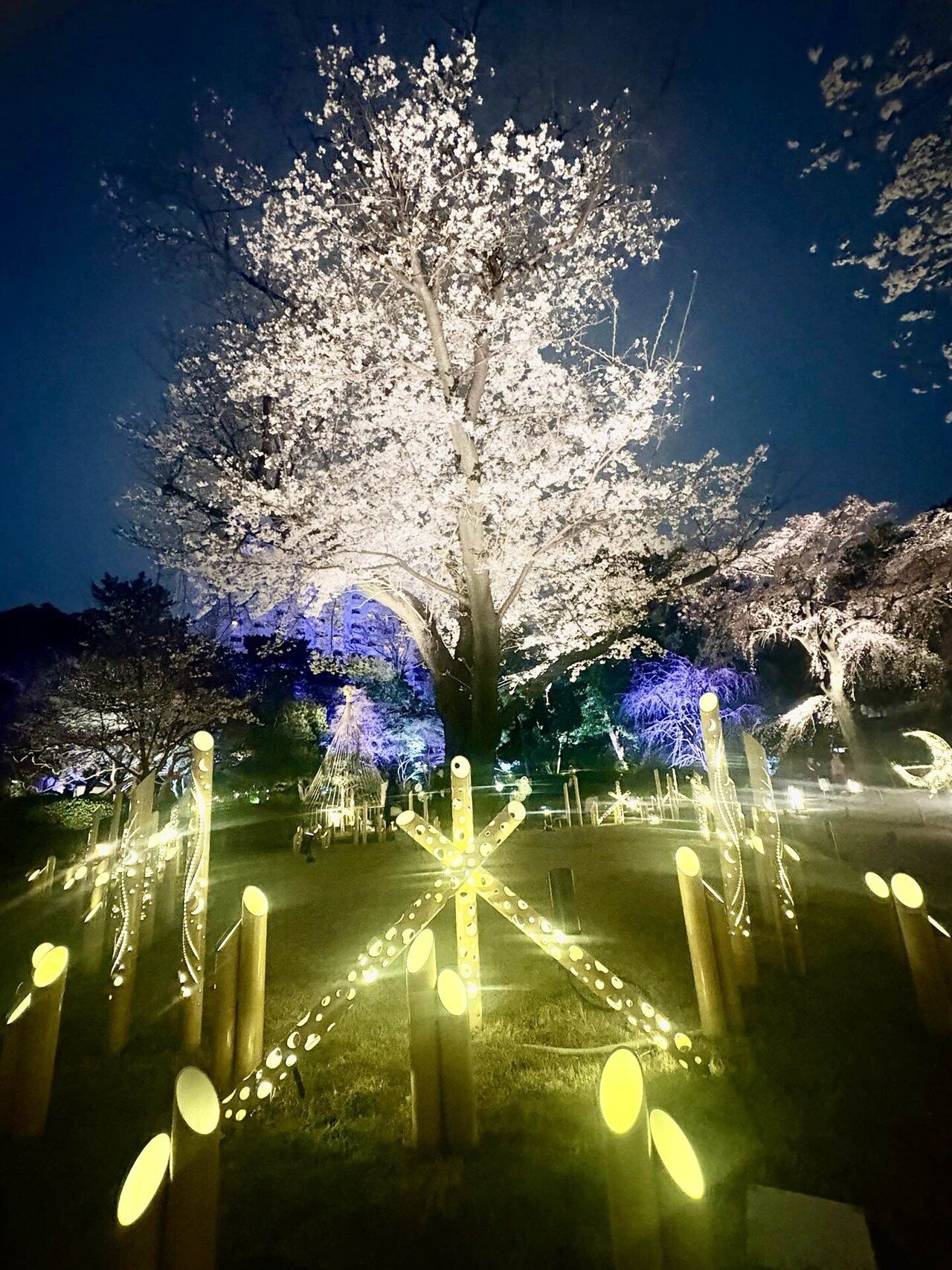 高輪 桜まつり2026 in品川〜桜と竹あかりが幻想的な庭園ライトアップ