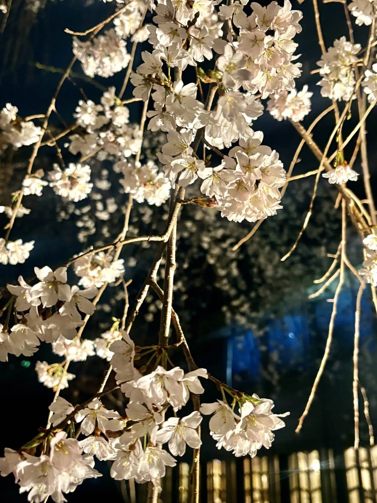 高輪 桜まつり2026 in品川〜桜と竹あかりが幻想的な庭園ライトアップ