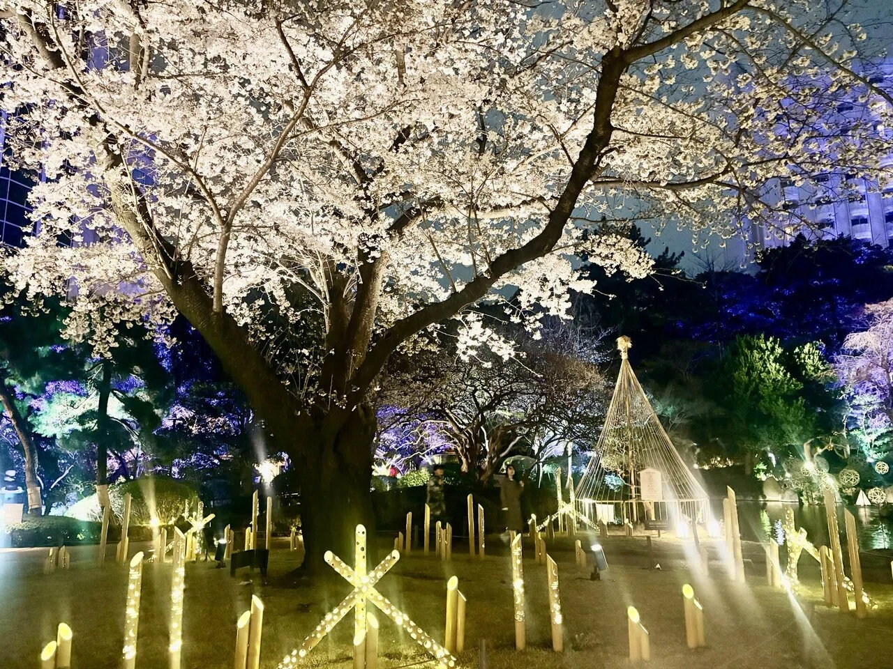 高輪 桜まつり2026 in品川〜桜と竹あかりが幻想的な庭園ライトアップ