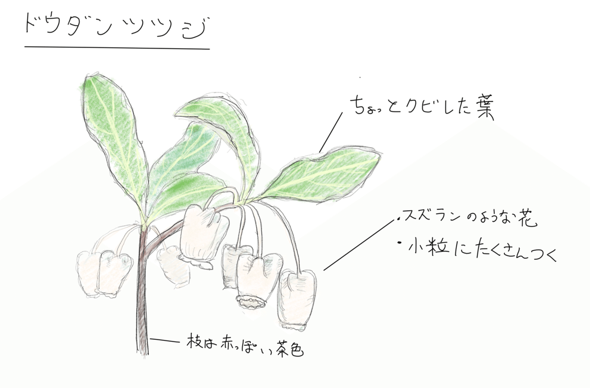 ドウダンツツジ