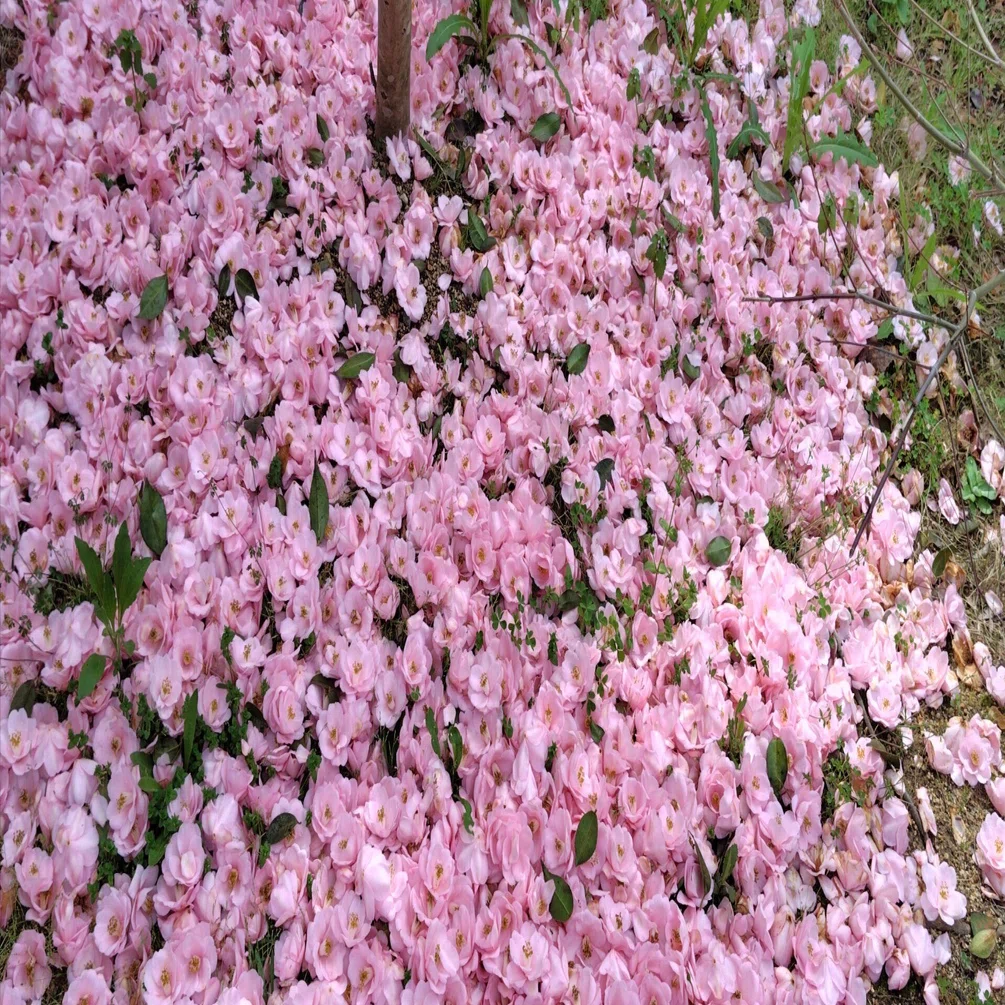ピンクの花の絨毯｜くぅ