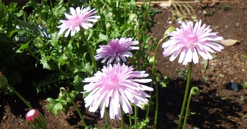 本日のスタッフのおすすめ