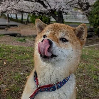 丸