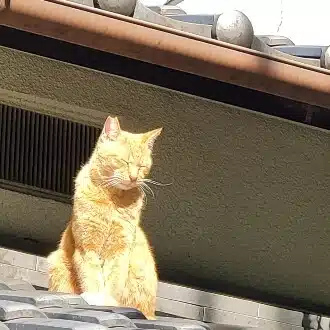うたたね