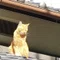 うたたね